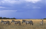 Zebra Foto Wallpaper #11