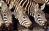 Zebra Foto Wallpaper #13