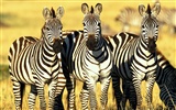 Fond d'écran photo Zebra #15