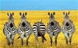 Zebra Foto Wallpaper #16