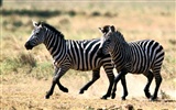 Zebra Foto Wallpaper #20