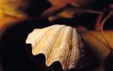 Conch Shell Tapete Album (1) #15