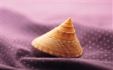 Conch Shell album papier peint (1) #16