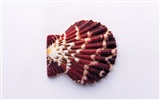 Conch Shell Tapete Album (1) #18