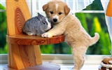 1600 dog photo wallpaper (6)