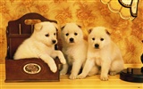 1600犬の写真の壁紙(6) #2