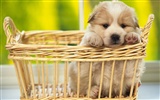 1600 dog photo wallpaper (6) #3