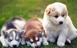 1600 dog photo wallpaper (6) #6