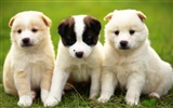 1600 dog photo wallpaper (6) #7