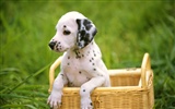 1600 dog photo wallpaper (6) #8