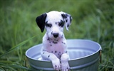 1600 dog photo wallpaper (6) #9