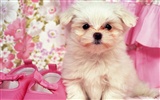 1600 dog photo wallpaper (6) #10