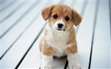1600 fonds d'écran photo de chien (6) #18