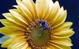 Love Bee Flower wallpaper (3) #15