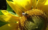 Láska Bee Květinové tapetu (3) #17
