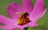 Love Bee Flower wallpaper (3) #18