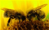 Love Bee Flower wallpaper (3) #19