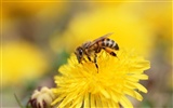 Love Bee Flower wallpaper (3) #20