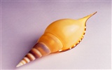 Conch Shell Tapete Album (1) #2