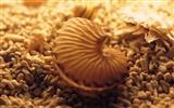 Conch Shell wallpaper album (1) #3