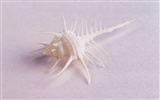 Conch Shell Tapete Album (1) #7