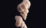 Conch Shell wallpaper album (1) #9