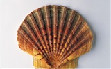 Conch Shell wallpaper album (1) #14