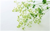 鮮花特寫(22) #11