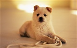 1600 dog photo wallpaper (7) #2