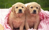 1600 dog photo wallpaper (7) #4