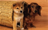 1600 dog photo wallpaper (7) #5