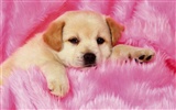 1600 dog photo wallpaper (7) #7