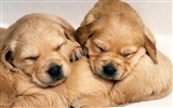 1600 dog photo wallpaper (7) #10