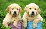 1600 dog photo wallpaper (7) #11