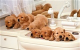 1600 dog photo wallpaper (7) #13