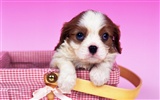 1600 dog photo wallpaper (7)