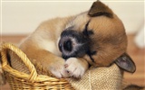 1600 dog photo wallpaper (7) #20