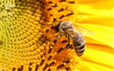 Láska Bee Květinové tapetu (4)