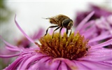 Love Bee Flower wallpaper (4) #3