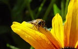 Láska Bee Květinové tapetu (4) #5