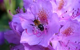 Láska Bee Květinové tapetu (4) #9