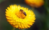 Láska Bee Květinové tapetu (4) #12