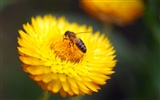 Love Bee Flower wallpaper (4) #12