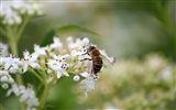 Amor Abeja Flor fondo de pantalla (4) #13