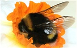 Love Bee Flower Wallpaper (4) #17