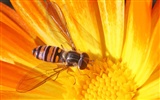 Láska Bee Květinové tapetu (4) #19
