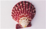 Conch Shell Tapete Album (2) #2