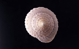 Conch Shell Tapete Album (2) #3