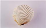 Conch Shell album papier peint (2) #7