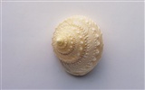 Conch Shell wallpaper album (2) #9